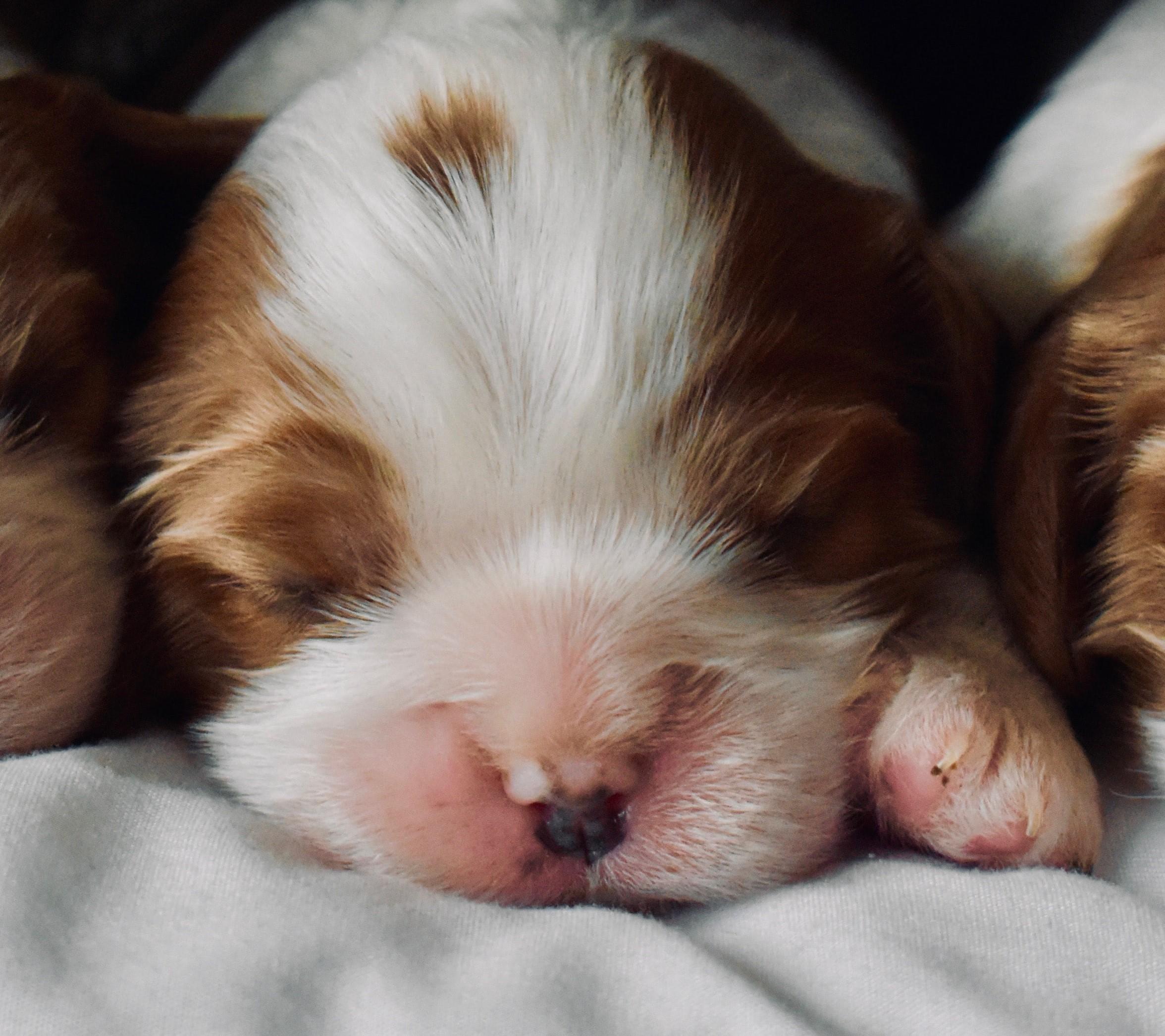 Puppy care
